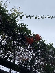 Pyrostegia