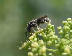Sphecodes heraclei heraclei