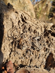 Loxosceles simillima