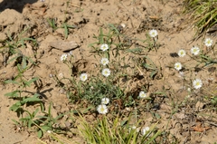 Ixeris strigosa