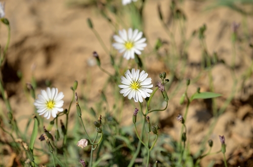 Short bristle-hair ixeris (Ixeris strigosa)