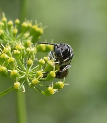 Sphecodes heraclei heraclei
