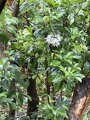 Pavetta hongkongensis