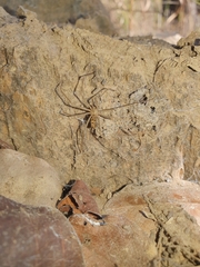 Loxosceles simillima