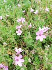 Erodium cicutarium