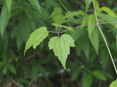 Clematis leschenaultiana