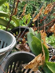 Pycnonotus goiavier jambu