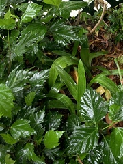 Aspidistra elatior