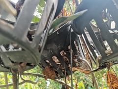 Pycnonotus goiavier jambu