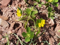 Lotus ornithopodioides