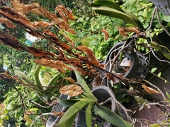 Pycnonotus goiavier jambu