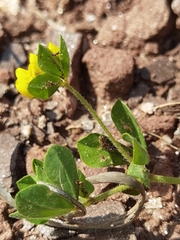 Lotus ornithopodioides