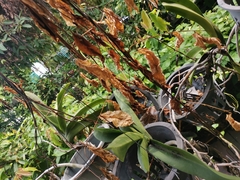 Pycnonotus goiavier jambu