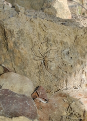 Loxosceles simillima