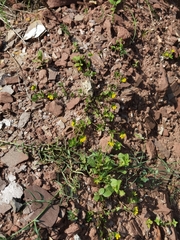 Lotus ornithopodioides