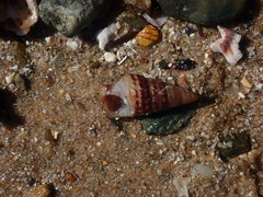 Cerithium coralium