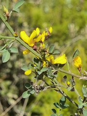 Calicotome spinosa