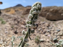 Oreocarya hoffmannii