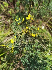 Calicotome spinosa