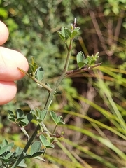 Calicotome spinosa