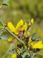 Calicotome spinosa