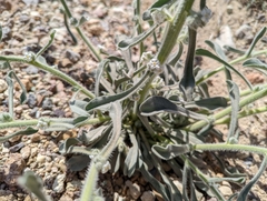 Oreocarya hoffmannii