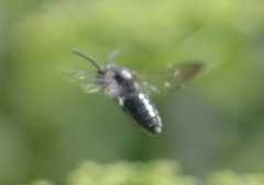 Sphecodes heraclei heraclei