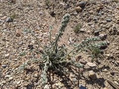 Oreocarya hoffmannii