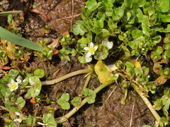 Ranunculus hederaceus
