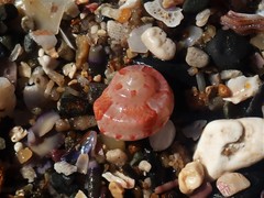 Notogibbula bicarinata