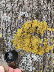 Xanthoria parietina