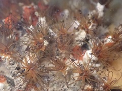 Dodecaceria fewkesi