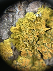 Xanthoria parietina
