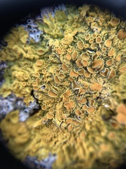 Xanthoria parietina