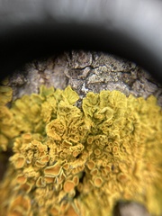Xanthoria parietina