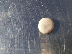 Echinocyamus pusillus