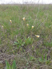 Tulipa sylvestris biebersteiniana