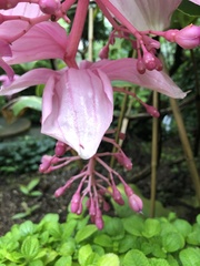Medinilla magnifica