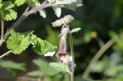 Rehmannia glutinosa