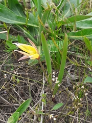 Tulipa sylvestris biebersteiniana