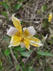 Tulipa sylvestris biebersteiniana