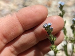 Lappula occidentalis occidentalis