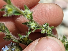 Lappula occidentalis occidentalis