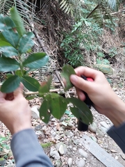 Wisteriopsis reticulata