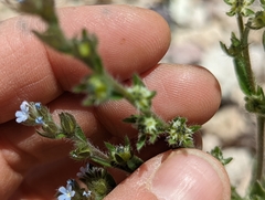 Lappula occidentalis occidentalis