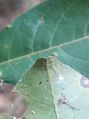 Wisteriopsis reticulata