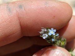 Lappula occidentalis occidentalis