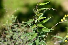 Periploca sepium