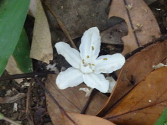 Alniphyllum pterospermum