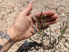 Lappula occidentalis occidentalis